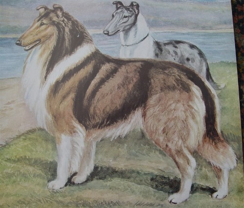Rough coated collie smooth - rough,