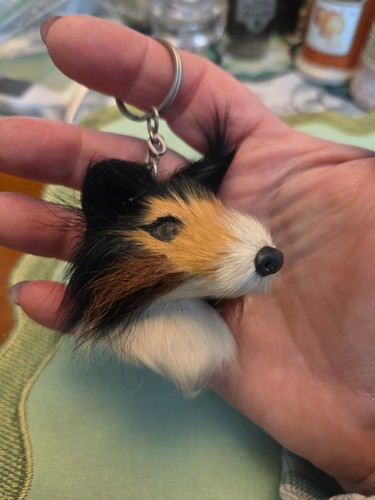 Rough coat collie - rough, chain