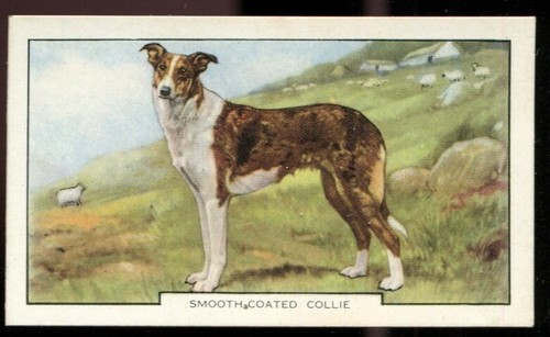 Tobacco card gallaher dogs - tobacco, card,