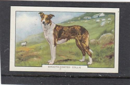 1938 gallaher dogs - 1938, 2nd
