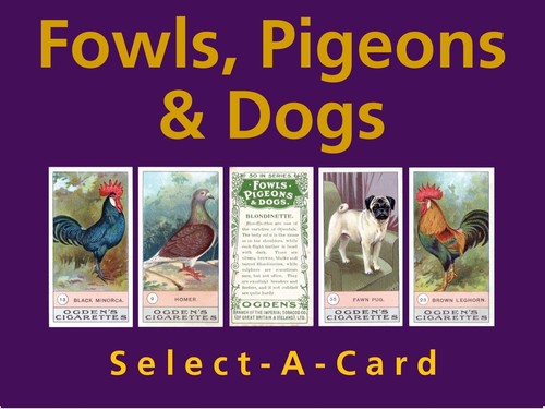 Ogden fowls pigeons - ogden's, &