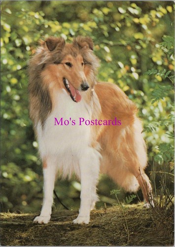 Animals postcard pet dogs - postcard,