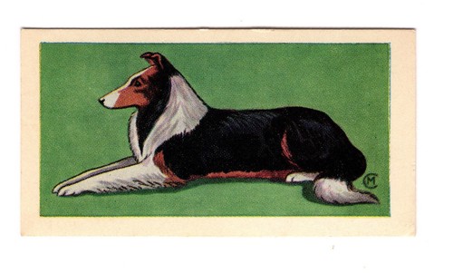 Molassine dogs card 1963 - molassine,