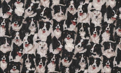 Border collie fabric - collie, dogs