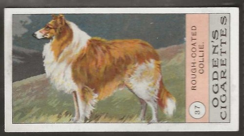 Ogdens fowls pigeons dogs - ogdens-fowls,