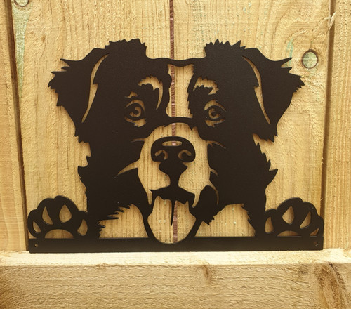 Border collie dog - border,