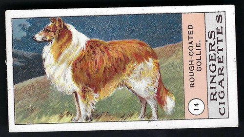 Edwards ringer bigg dogs - ringer, &