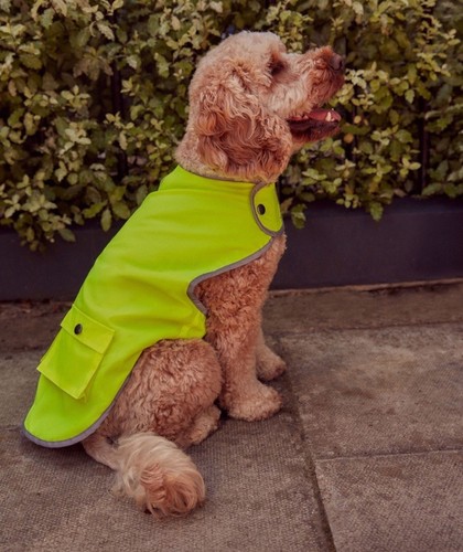 Next dog coat - dog, hi