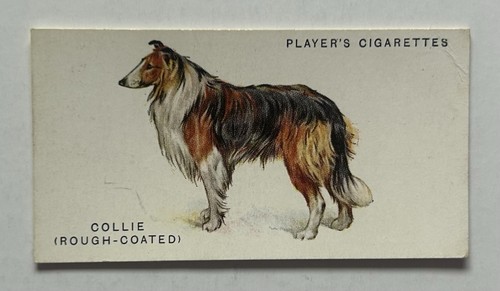 1931 player dogs rough - player's,