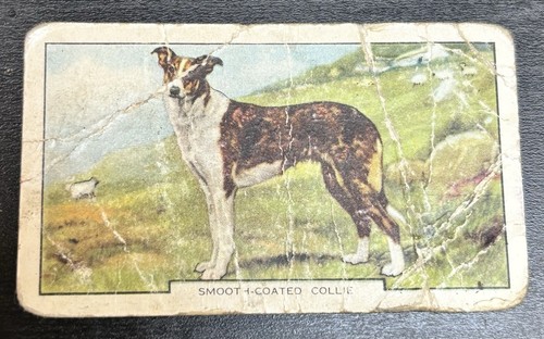 Gallaher cigarette card - gallaher,
