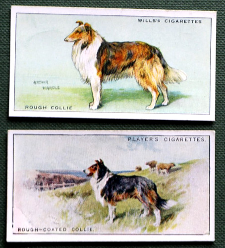 Rough coated collie vintage - collie,
