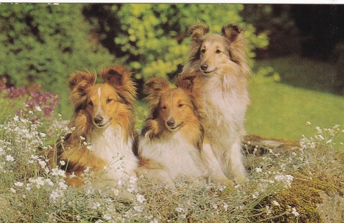 Rough coated collies - rough, postcard