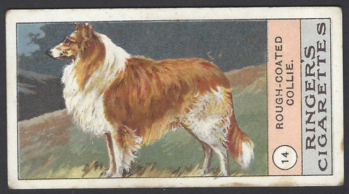Edwards ringer bigg dogs - ringer, &