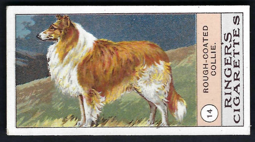 Edwards ringer bigg - -, dogs
