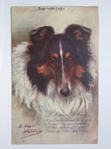 The rough coated collie - the,