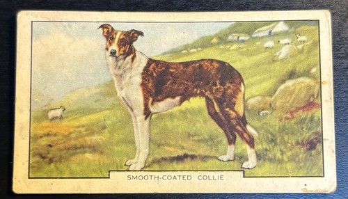 Gallaher cigarette card - cigarette,
